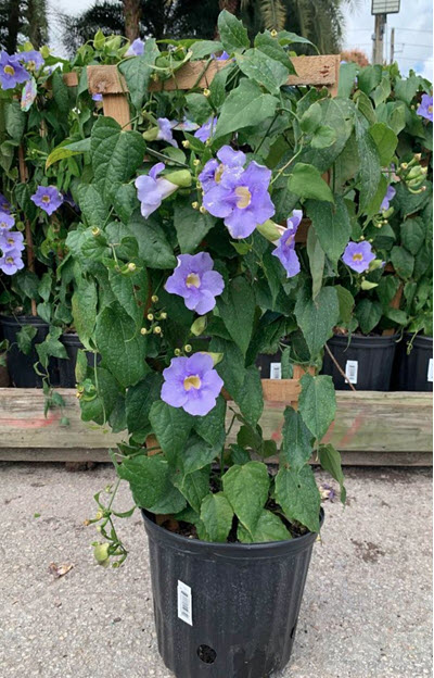 10" Thunbergia Blue Sky Vine Trellis 